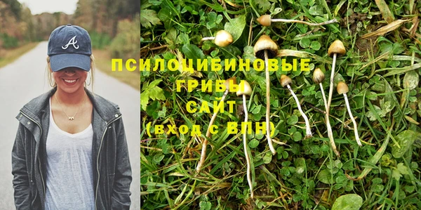 стаф Алзамай