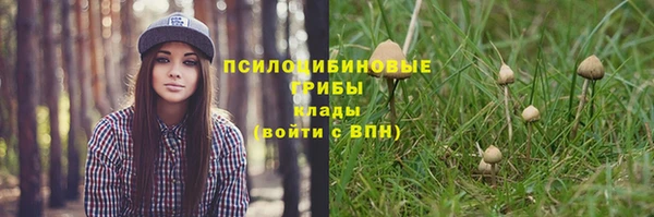 стаф Алзамай